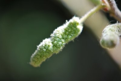 Broussonetia papyrifera - papírovník čínský - pučící květenství detail